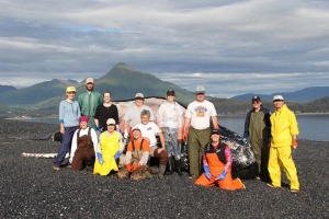 The necropsy crew poses in front of the beached humpback whale on Puffin Island earlier this week. Back row, from left to right: Nia Pristas, Glenn McKenney, Nesie Smith, Julie Matweyou and Dana Wright of the Kodiak Seafood and Marine Science Center, Brent Pristas and Joe Sekerak from NOAA and Lei Guo from the University of Alaska Fairbanks. Front row: Kit and Kate Savage from NOAA, Chief Pathologist Frances Gulland, Marine Mammal Specialist Kate Wynne and Veterinarian Kathy Dot. 